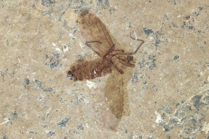 Detailed Fossil March Fly (Plecia) w/ Legs - Wyoming #245653